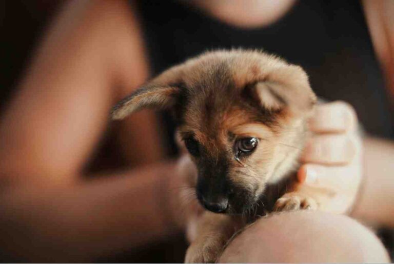 Owner comforting nervous puppy to prevent puppy crying in crate