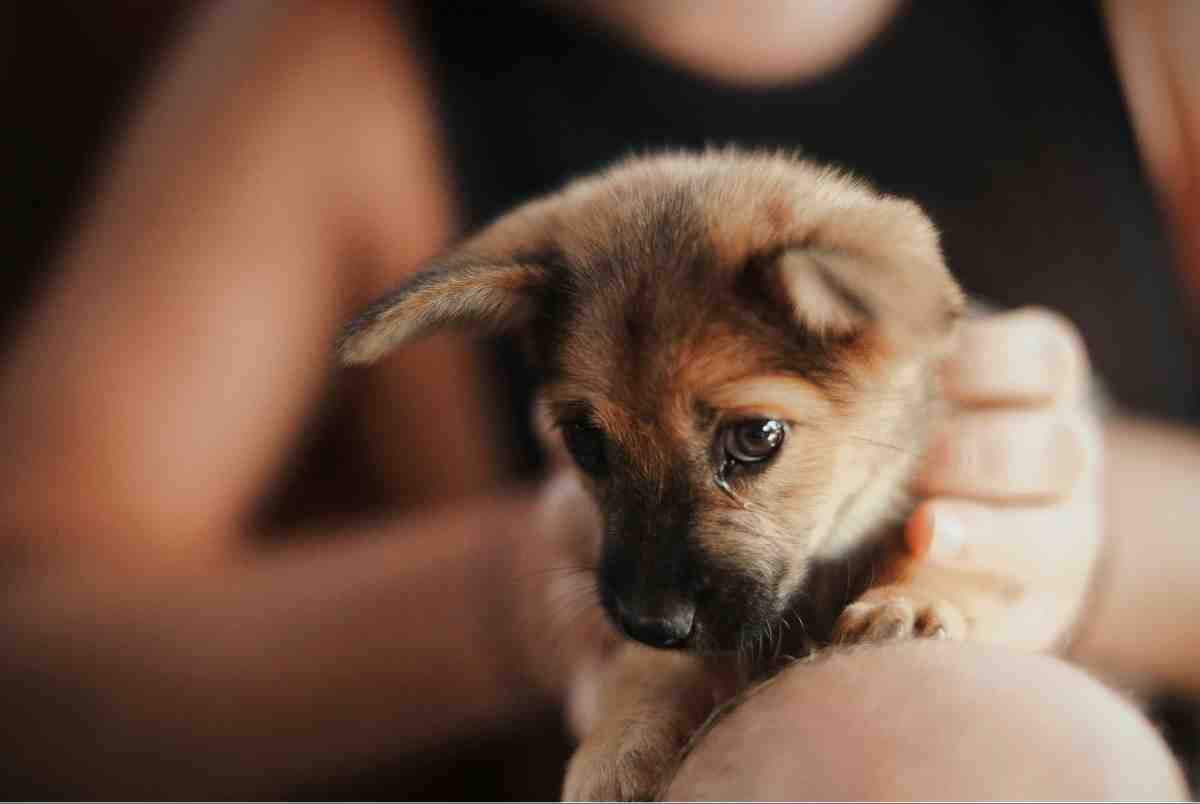 Owner comforting nervous puppy to prevent puppy crying in crate