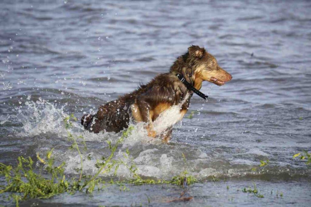 Wet dog wading through open water wearing a black collar