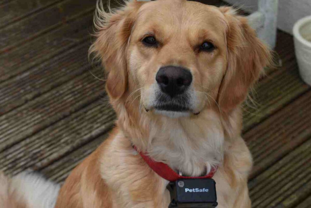 PetSafe rechargeable invisible fence collar receiver on Golden Retriever