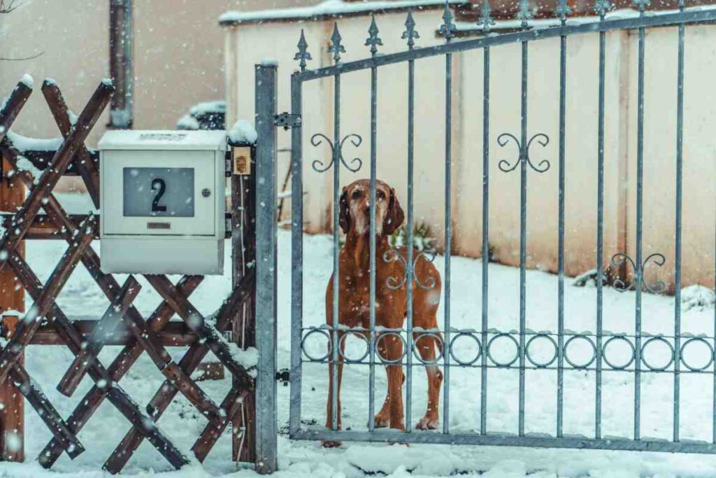 Brown dog standing behind iron gate in snow — why the best wireless dog fence works in all seasons