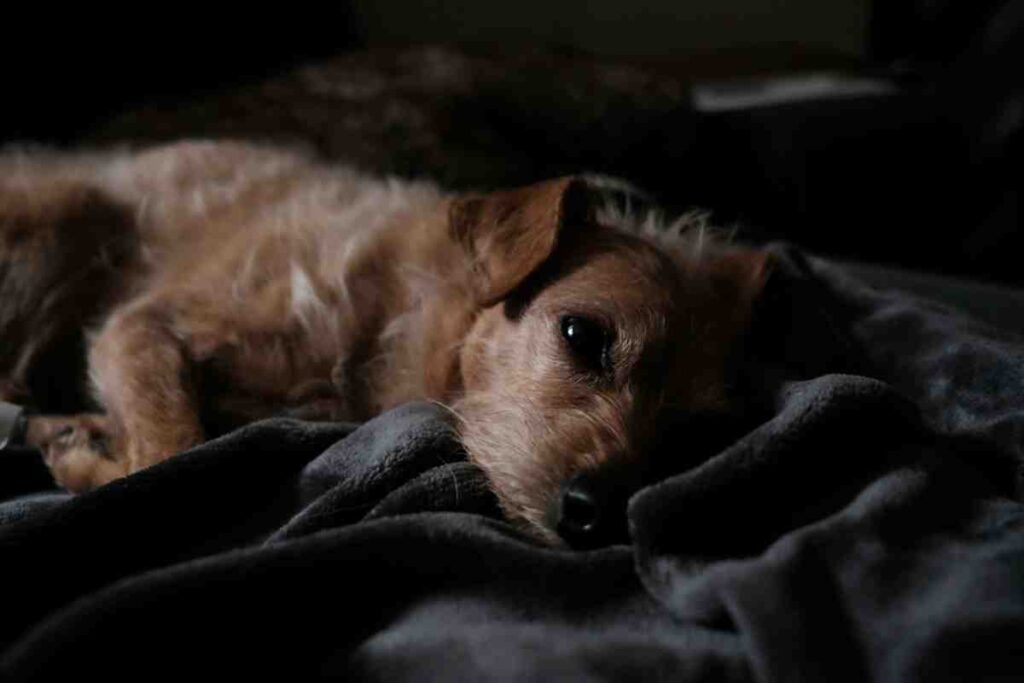 7 Signs Your Dog Is in Pain — resting quietly