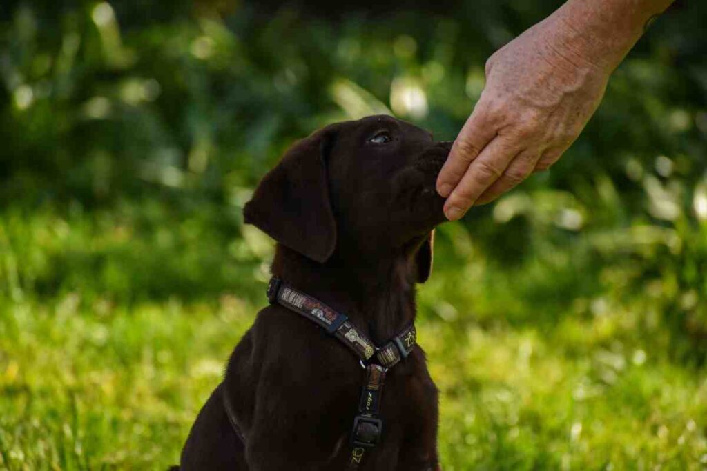 Dogs lick hands and feet as a sign of trust, like this puppy