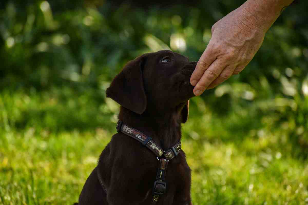 Dogs lick hands and feet as a sign of trust, like this puppy
