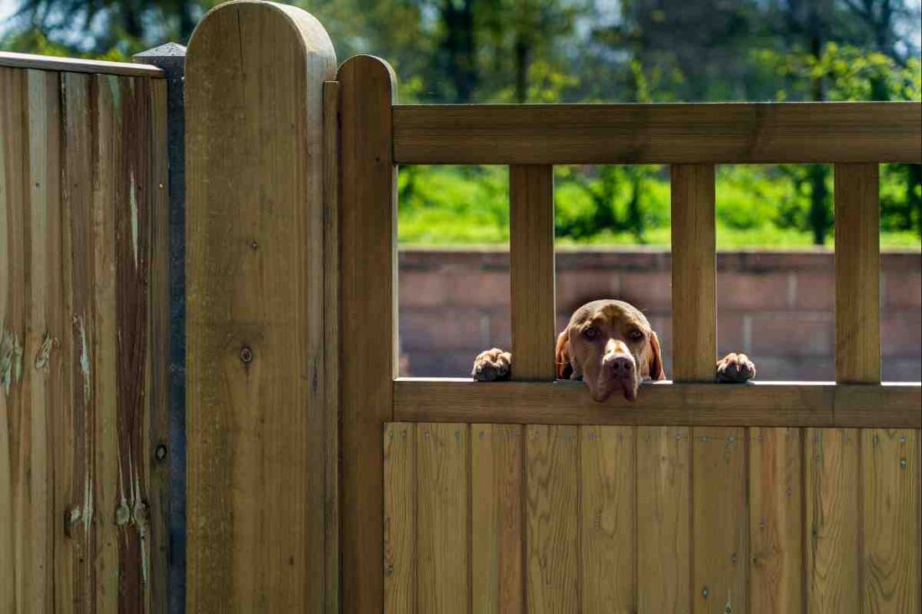 Dog peeking over wooden fence with paws on top rail