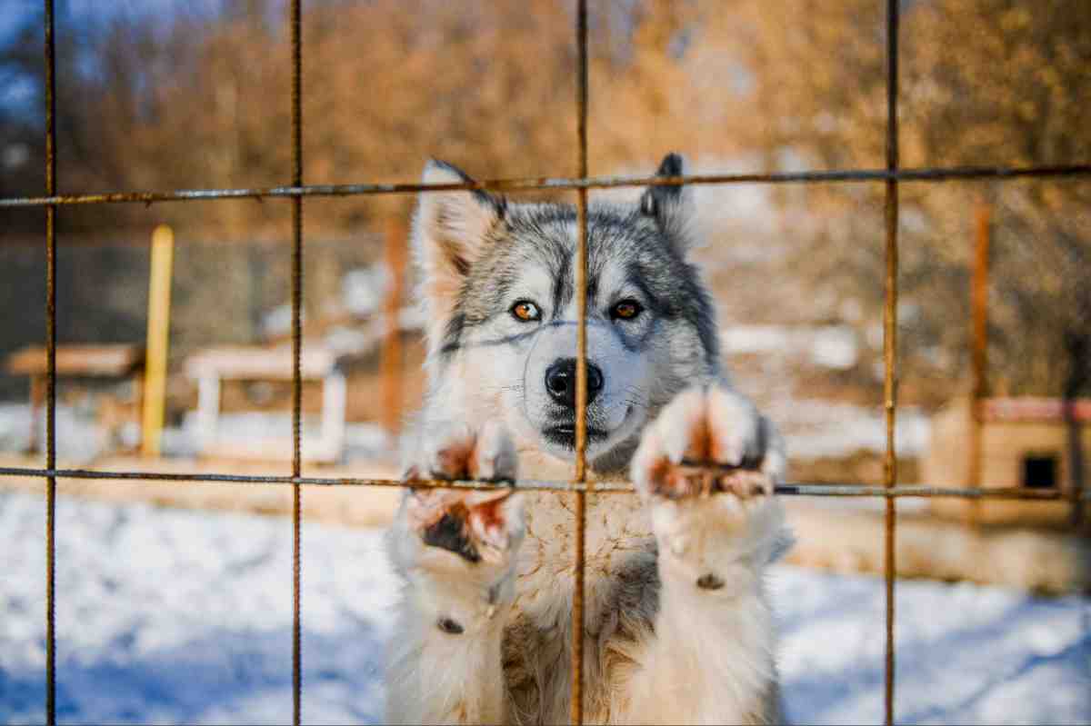 Husky dog pressing paws against metal wire fence in snowy yard trying to escape showing why best wireless dog fence systems matter for high drive breeds
