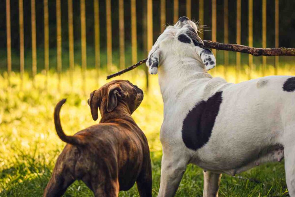 Two dogs a brown brindle puppy and white spotted dog playing tug of war with a stick in a fenced green yard showing why Best Invisible Fence Brands matter for multi dog homes