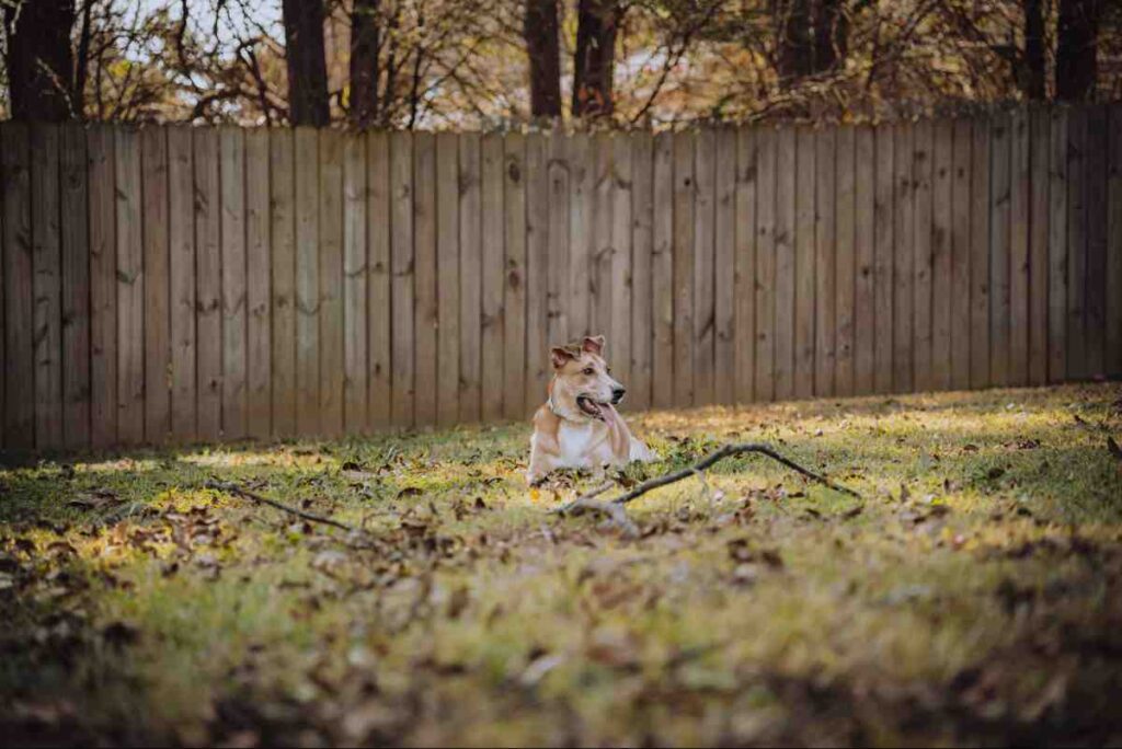 Brown and white dog resting calmly on grass in a securely fenced backyard with wooden fence boundary behind