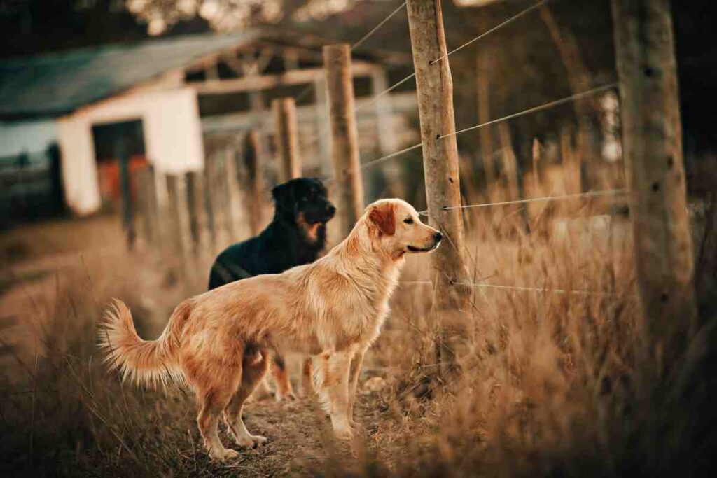 Golden retriever and black dog standing near wire fence post on rural dry grass property with farmhouse in background