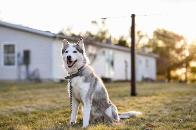 Husky dog wearing a collar and leash sitting in a yard, representing the best invisible fence brands for larger breeds