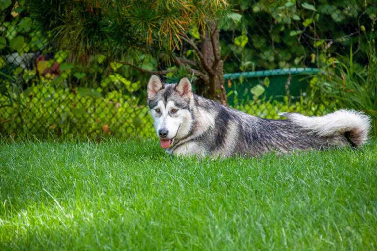 Gray and white Siberian Husky lying on green grass in a fenced backyard looking alert and relaxed