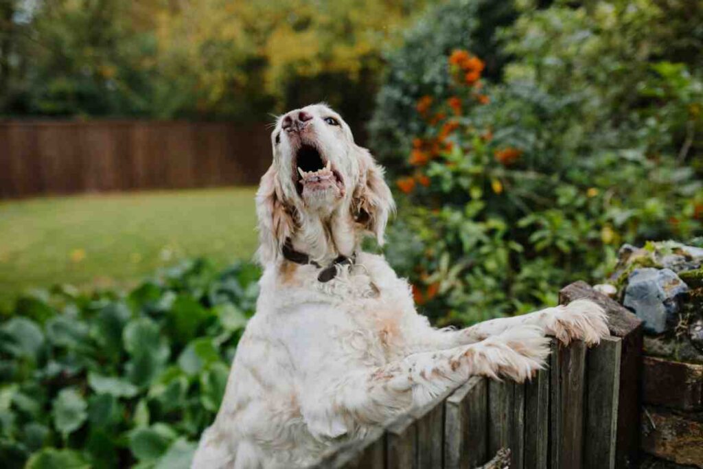 Dog barking at invisible fence for dogs that dig near wooden boundary