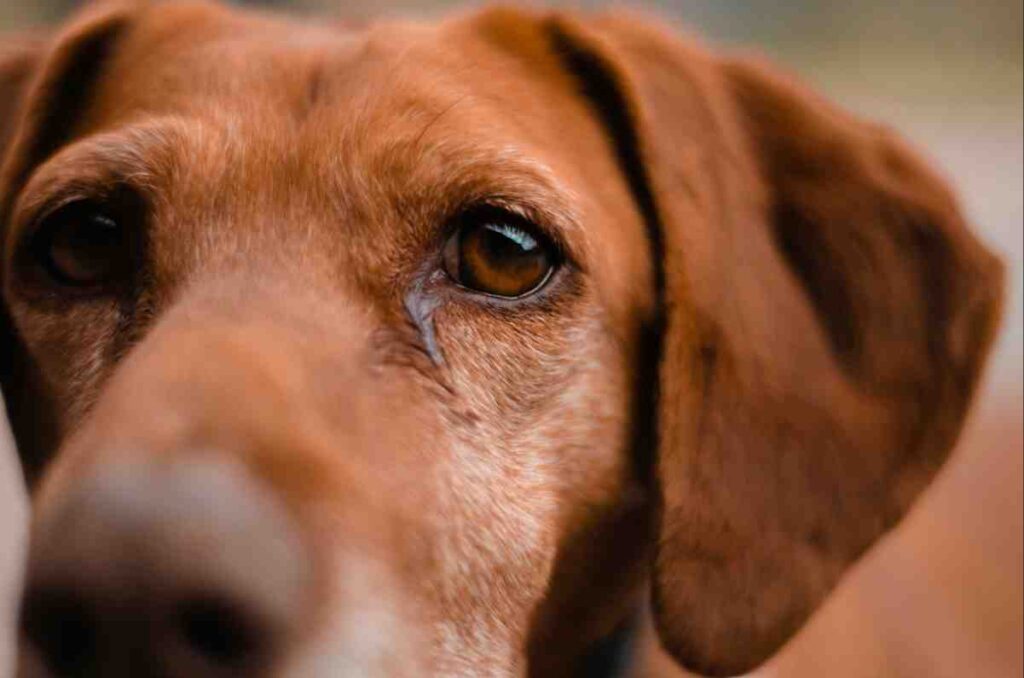 7 Signs Your Dog Is in Pain — tired, withdrawn eyes