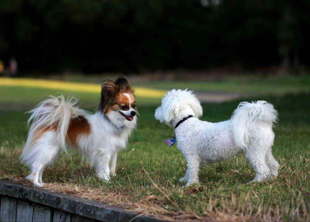 Best Electric Dog Fence for Small Dogs - happy small dog playing safely in fenced yard