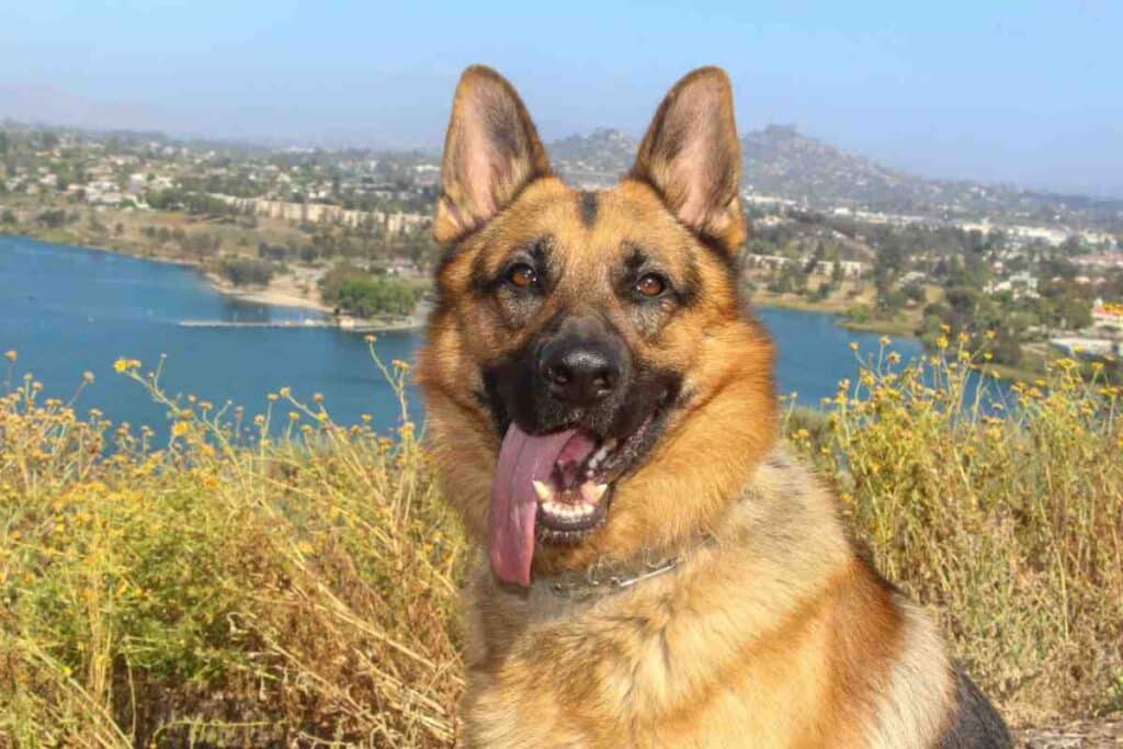 Happy German Shepherd dog sitting outdoors on a hilltop with lake and city skyline in background representing breed specific dog fence laws by state