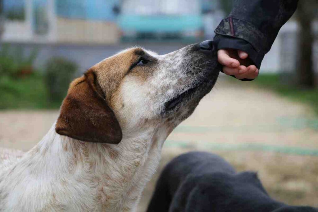 Dogs lick hands and feet to show affection toward their owner