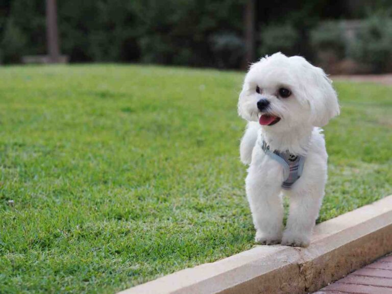 Small fluffy white dog wearing a harness standing on grass, ideal candidate for the best electric dog fence for small dogs