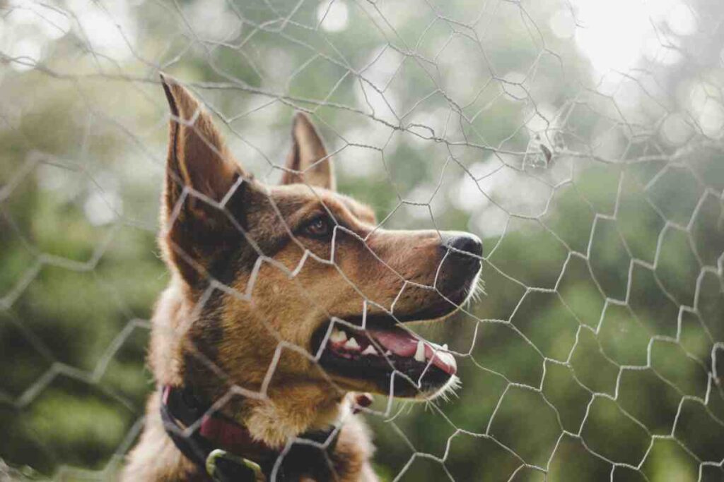 German Shepherd looking through wire mesh fence — choosing the best wireless dog fence for large breeds
