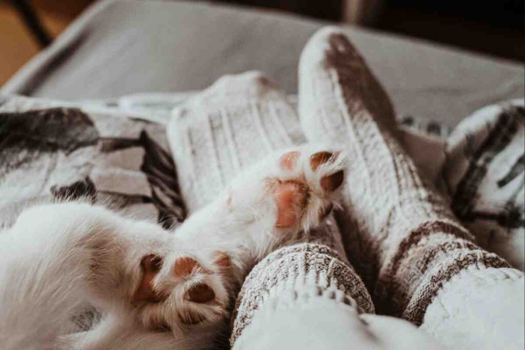 White dog paws resting near cozy knitted socks, showing affectionate bond behind dogs