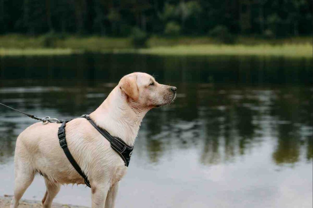 Dog wearing waterproof invisible dog fence collar wading through water
