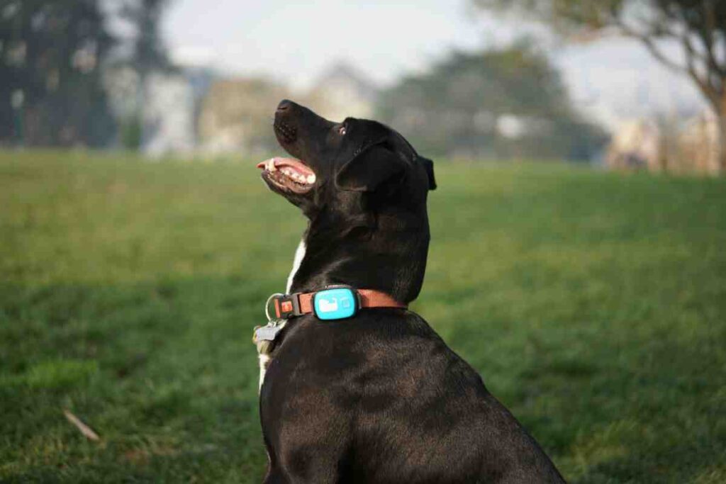 Rechargeable invisible fence collar with GPS tracker on black Labrador outdoors