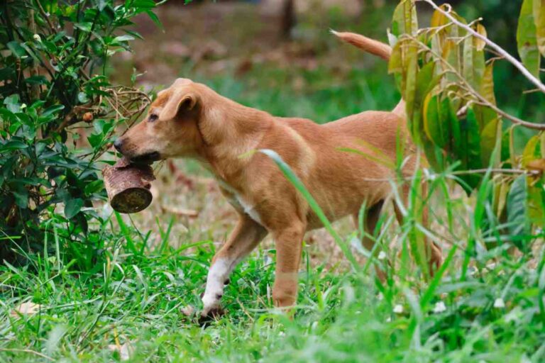 dog stealing food off counter