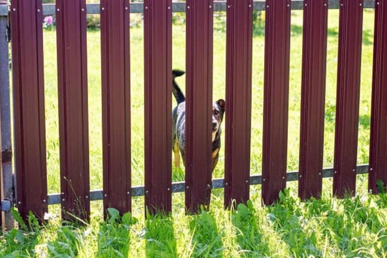 best invisible dog fence for the money