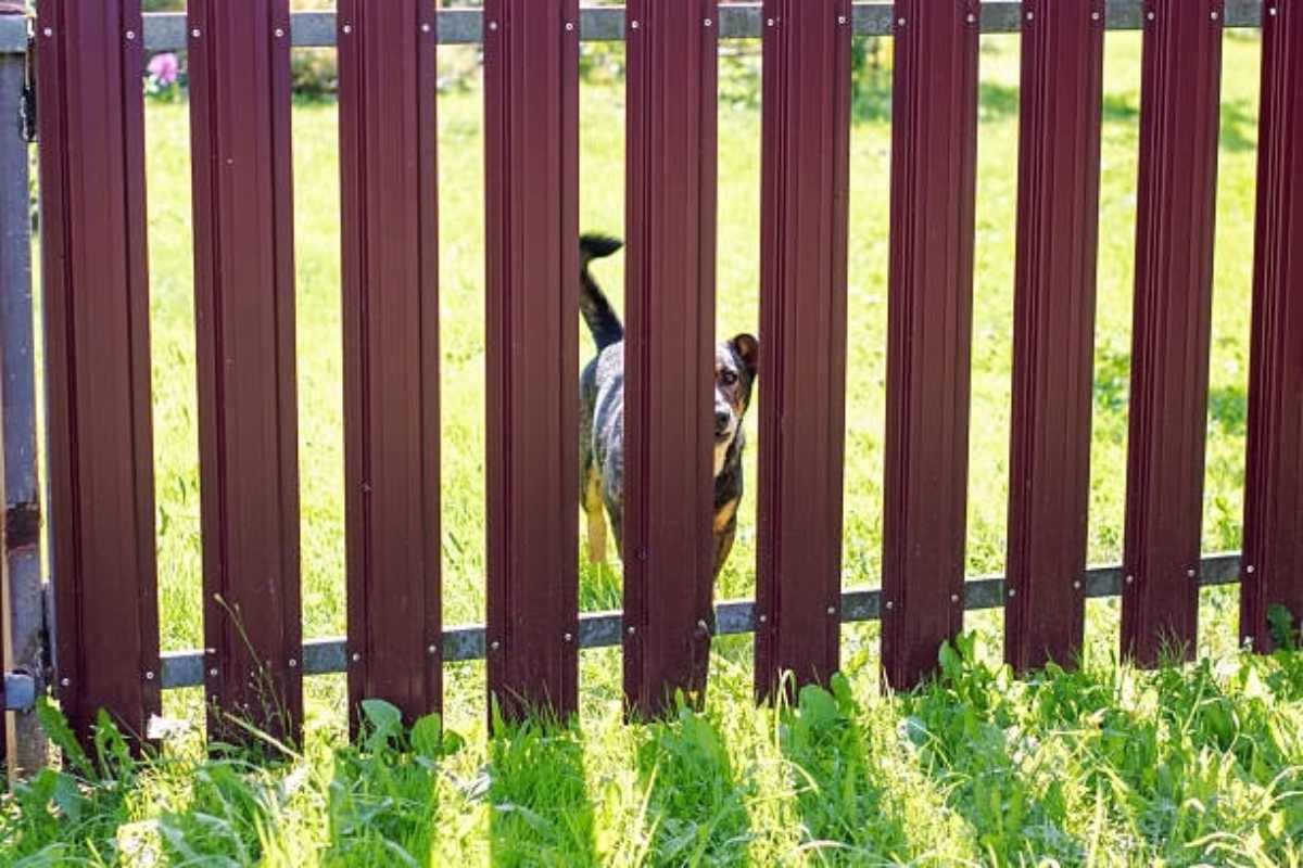 best invisible dog fence for the money