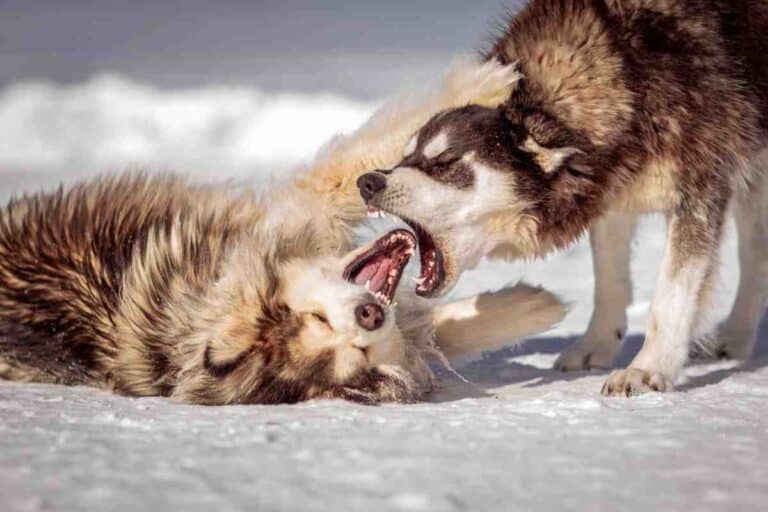Two huskies play-fighting in snow, illustrating why the best fence for aggressive dogs blocks visibility
