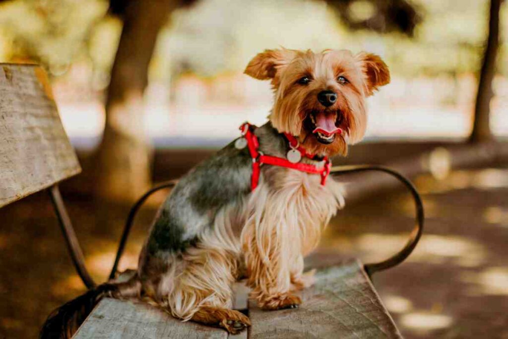 Yorkshire Terrier wearing red harness sitting on park bench – Best Dog Fence for Small Breeds
