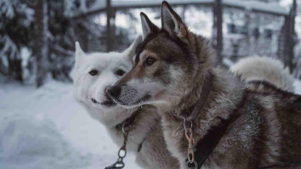 Two Huskies wearing harnesses standing in snow – Best Dog Fence for Huskies