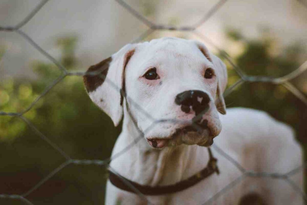 Large breed dog standing behind wire mesh fence – Best Dog Fence for Large Breeds