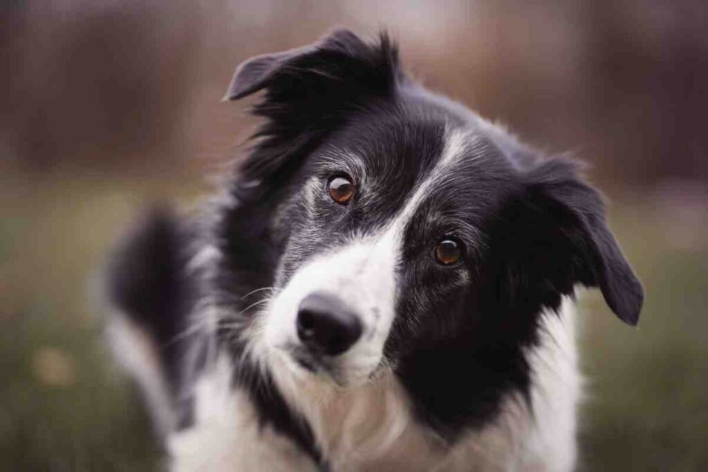Alert border collie outdoors — sharp hearing and focus matter when picking the best dog fence for senior dogs