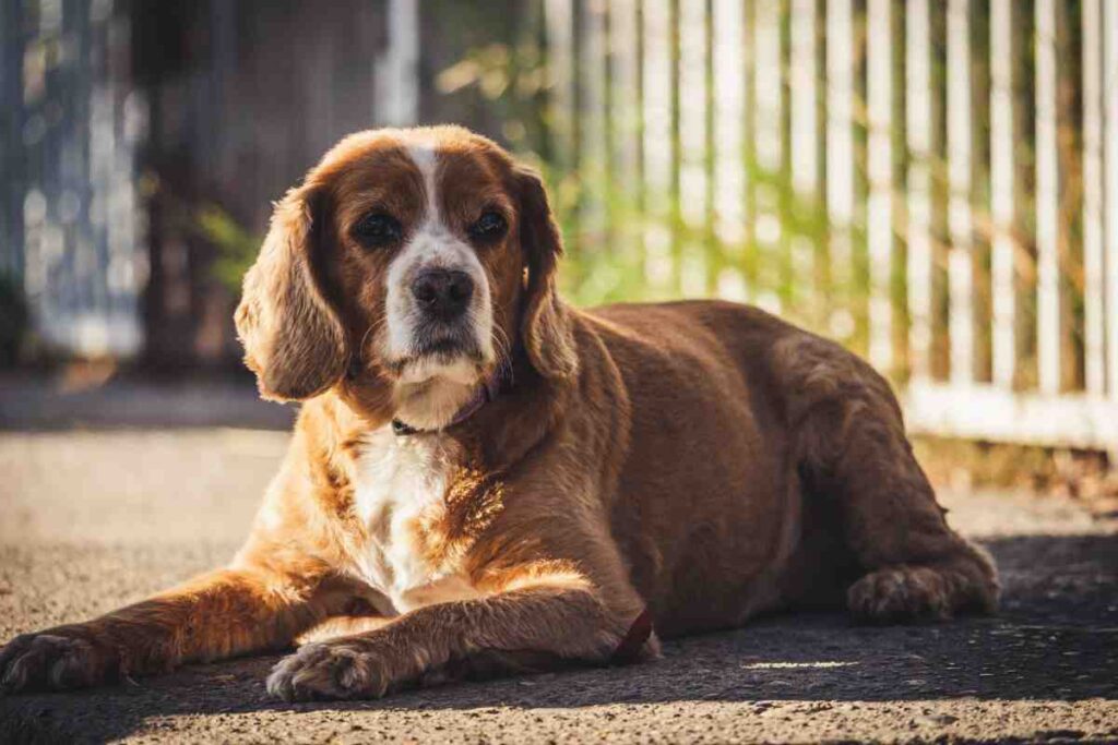 Senior cocker spaniel resting near a white fence, relevant to wireless vs in-ground dog fence choices