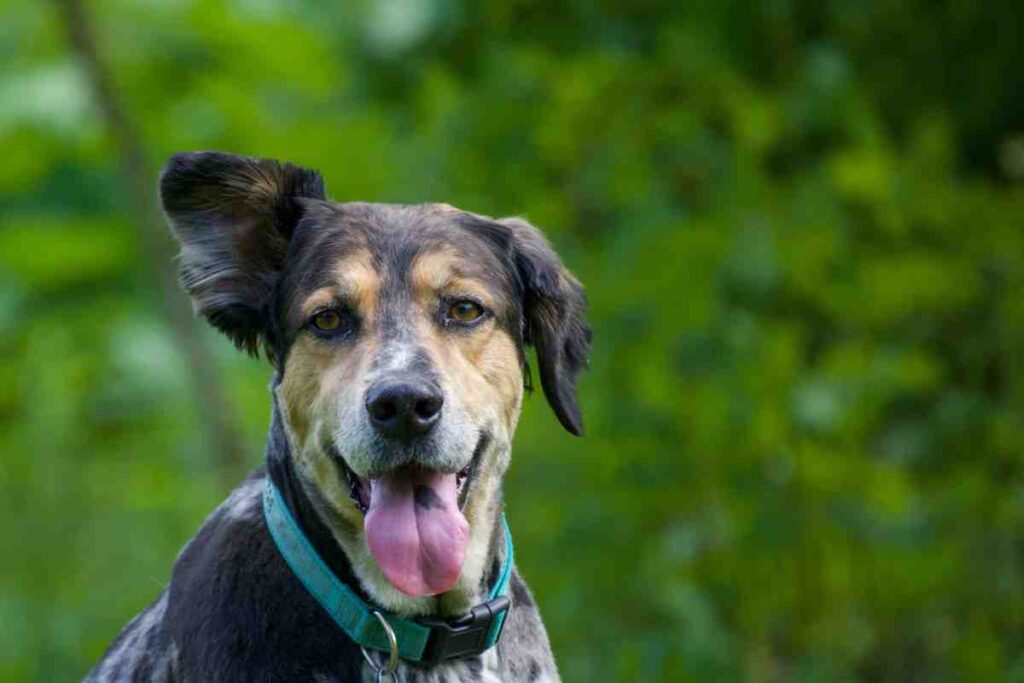 Happy dog in a teal collar outdoors, showing why the best dog fence for deaf blind dogs keeps every pet safe and free