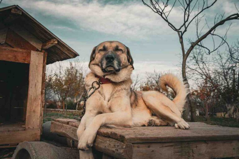 Large guard dog resting on wooden platform near dog house – Best Dog Fence for Large Breeds