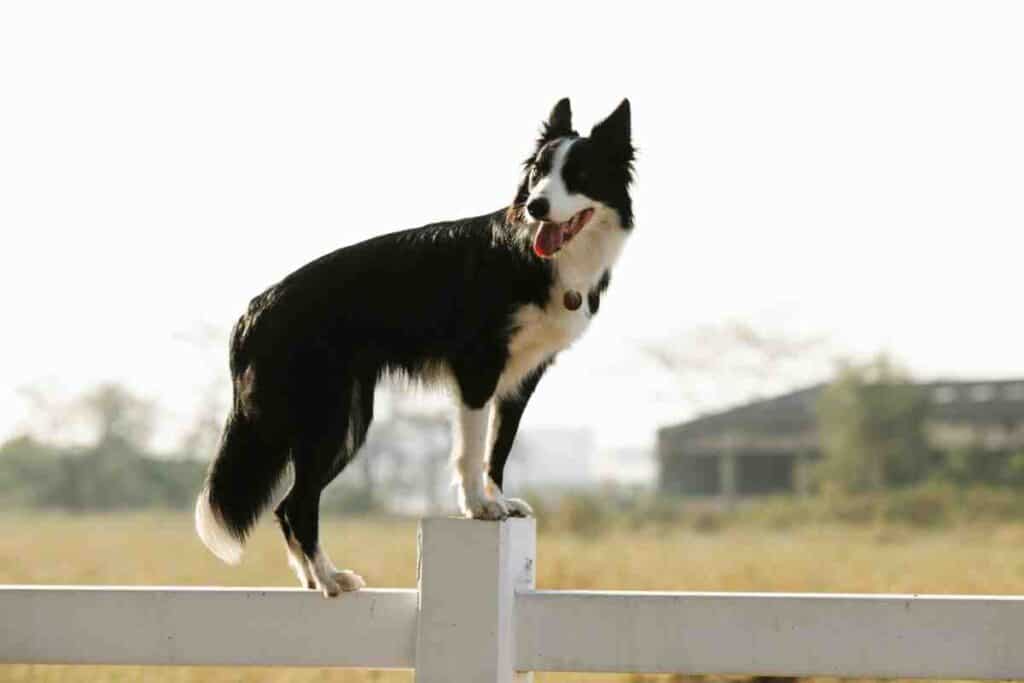 Dog standing on top of wooden fence showing invisible fence risks of boundary escape