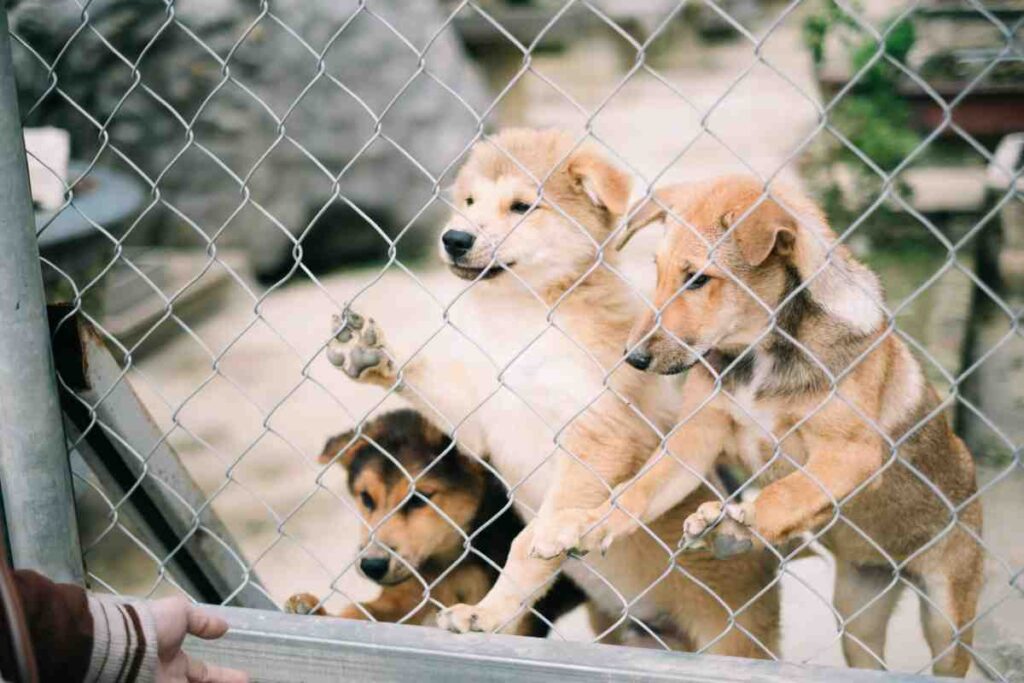 Is invisible fence safe for dogs? Three puppies standing at a chain-link fence, two with paws raised on the wire