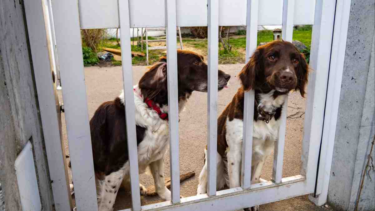 Is invisible fence safe for dogs? Two brown and white dogs sitting behind a white gate looking out at the yard