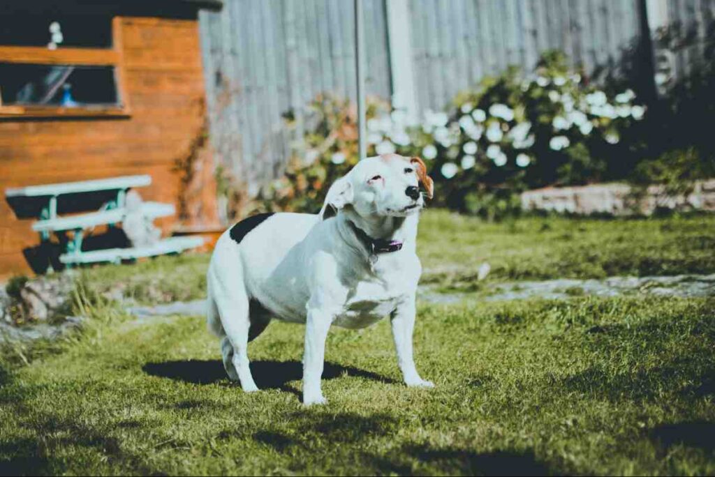 White dog standing alert on grass, contained by a portable wireless dog fence at a backyard campsite setup