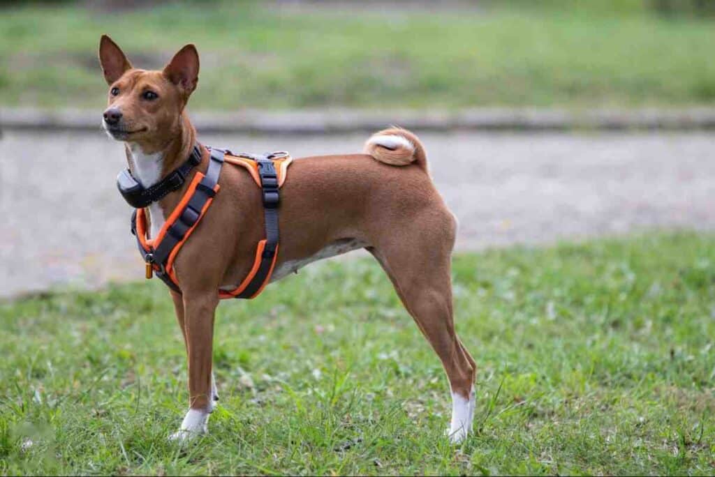 Small dog wearing a harness and collar, ready for a portable wireless dog fence setup outdoors