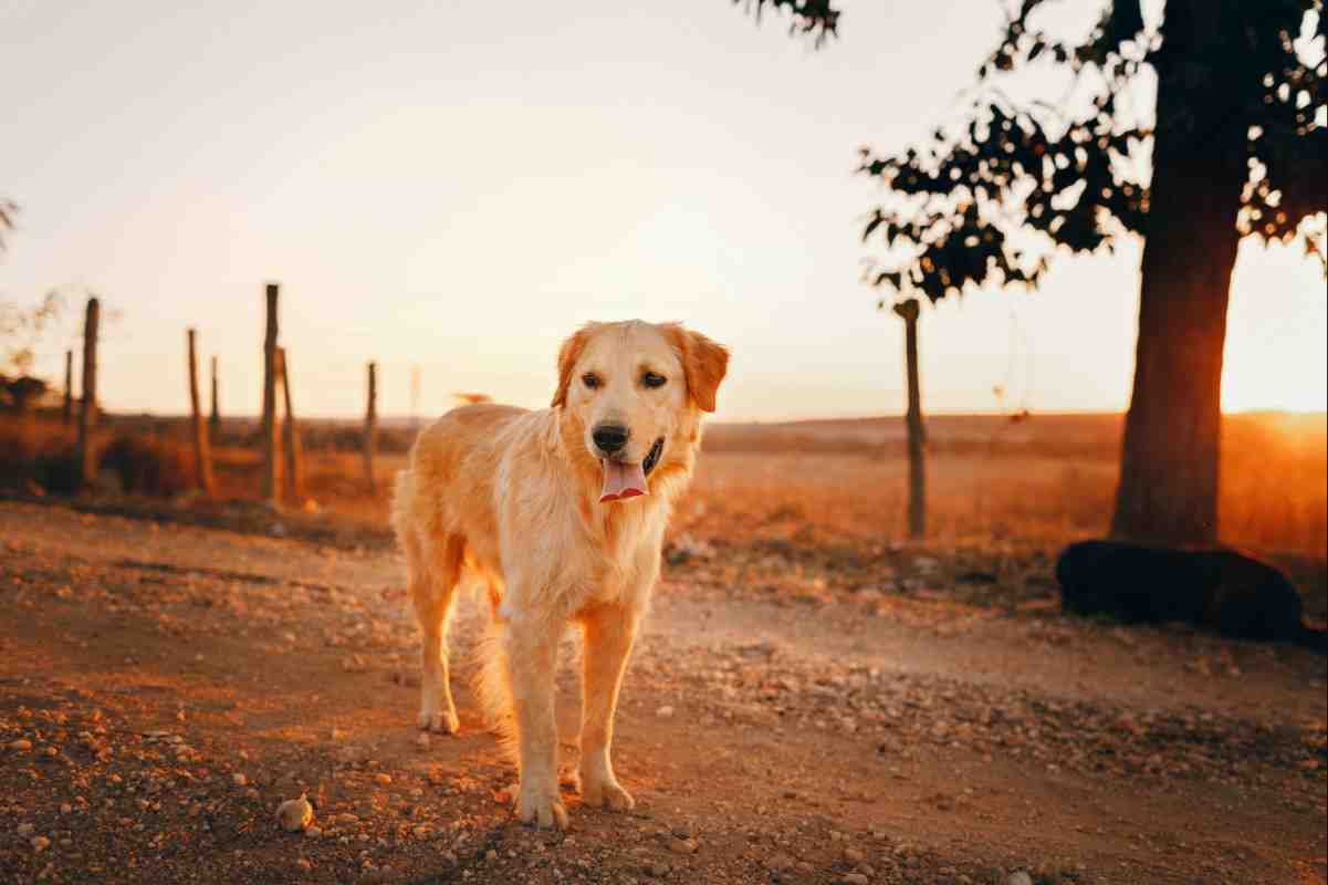 — Golden Retriever standing near a rural fence line at sunset