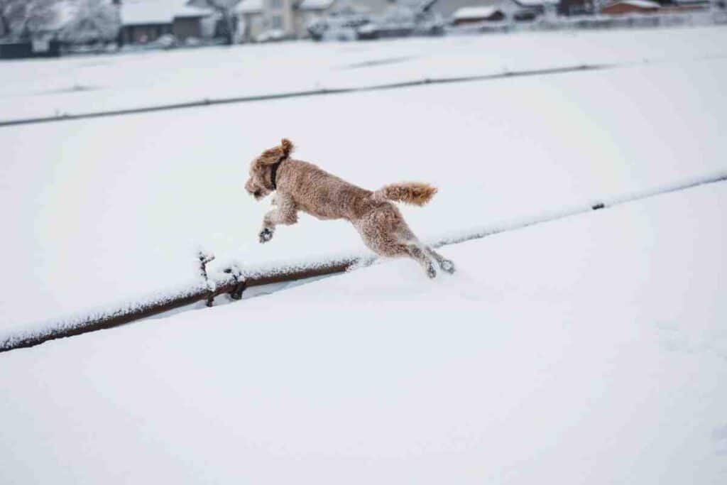 Dog Breeds That Can Jump Fences — curly-coated dog leaping over a snow-covered fence rail
