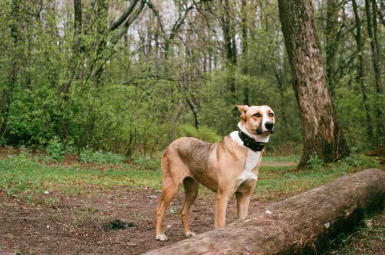 Dog wearing a collar for a portable wireless dog fence, standing alert in a wooded campsite