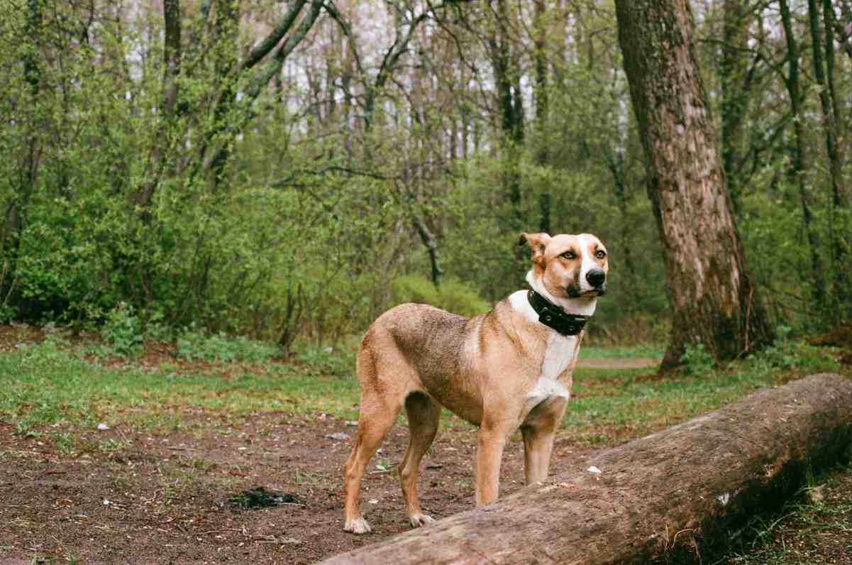 Dog wearing a collar for a portable wireless dog fence, standing alert in a wooded campsite