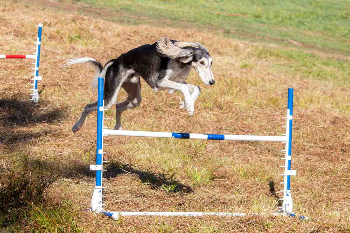 Dog Breeds That Can Jump Fences — Saluki clearing an agility jump bar outdoors
