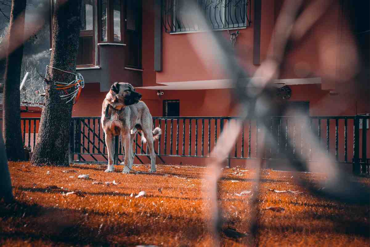 Leashed guard dog standing on a fenced lawn, illustrating a wireless vs in-ground dog fence setup