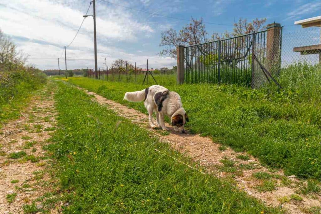 Dog sniffing a dirt path beside a chain link and metal fence, showing invisible fence cost vs physical fence options