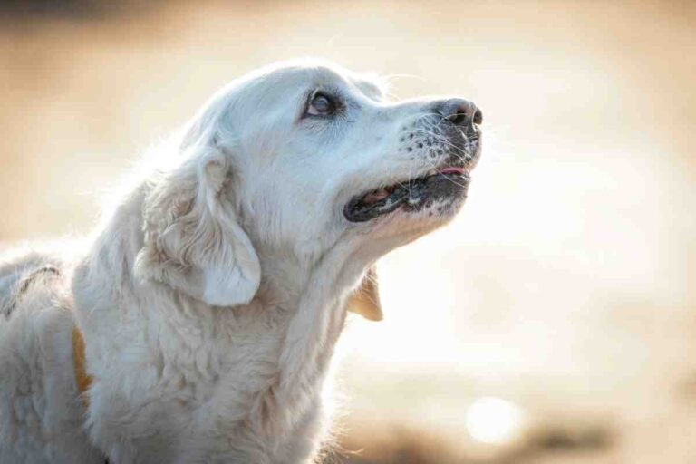 Senior white dog looking up outdoors — a reminder every yard needs the best dog fence for senior dogs to stay safe