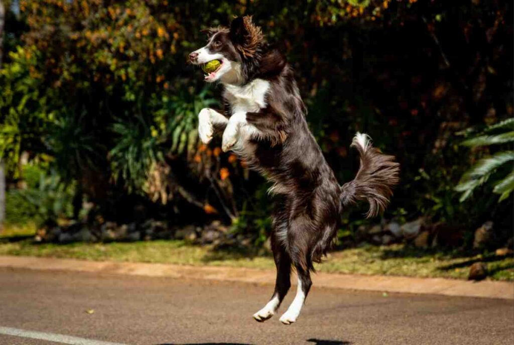 Border Collie leaping high on hind legs to catch a tennis ball, showing agility that could easily jump a 6 foot fence